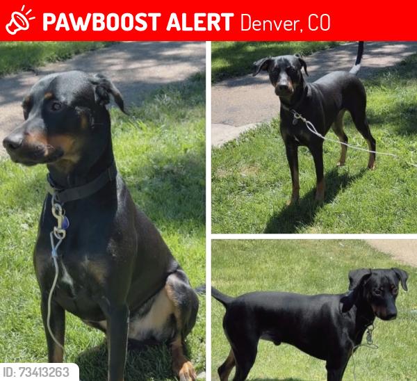 Lost Male Dog last seen Mexico and federal, Denver, CO 80219