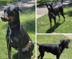Lost Male Dog last seen Mexico and federal, Denver, CO 80219