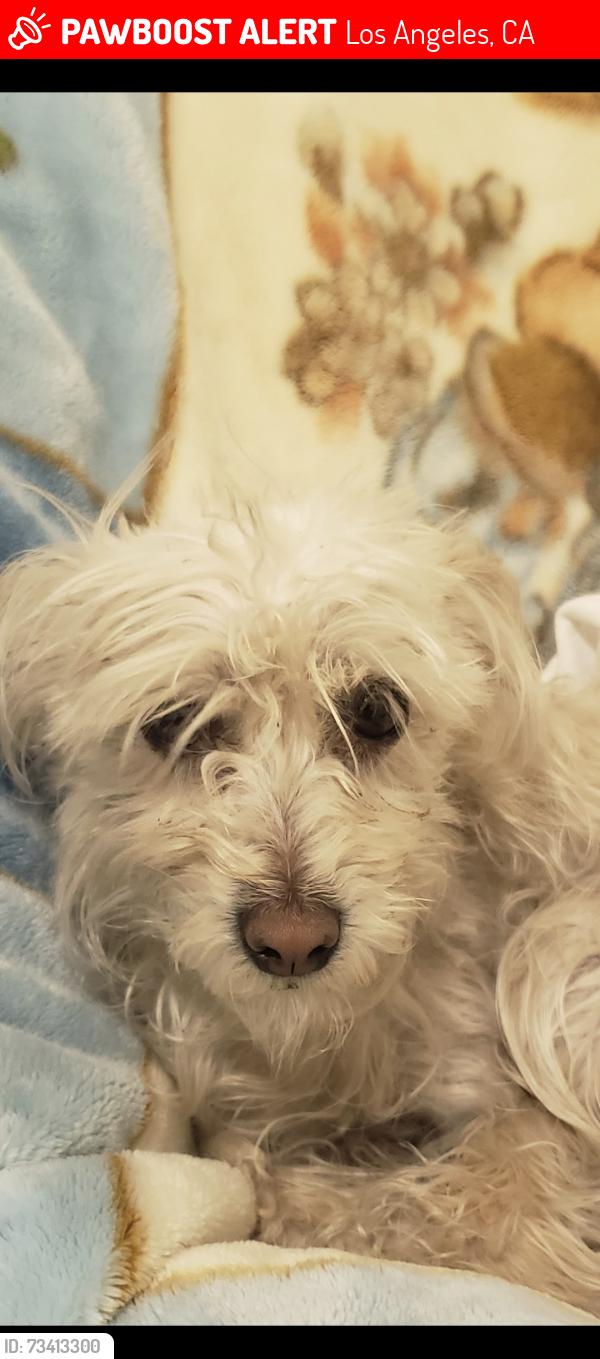 Lost Female Dog last seen 90033, New Jersey Street LA, Los Angeles, CA 90033