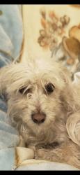 Lost Female Dog last seen 90033, New Jersey Street LA, Los Angeles, CA 90033