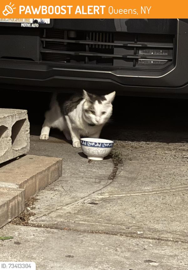 Found/Stray Unknown Cat last seen Near 157th St, Flushing, NY, Queens, NY 11355