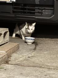 Found/Stray Unknown Cat last seen Near 157th St, Flushing, NY, Queens, NY 11355