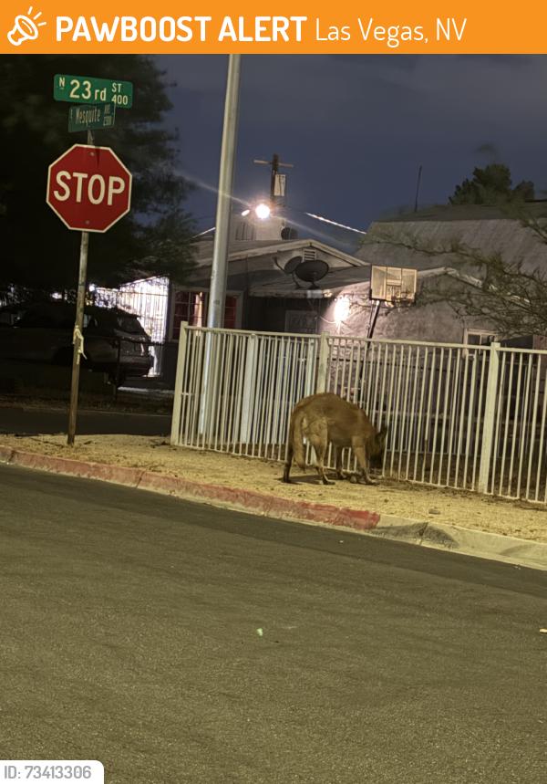 Found/Stray Unknown Dog last seen 23rd & mesquite, Las Vegas, NV 89101