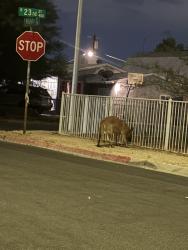 Found/Stray Unknown Dog last seen 23rd & mesquite, Las Vegas, NV 89101