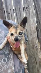 Reunited Male Dog last seen Rollins Way, Antelope, CA 95843, USA, Antelope, CA 95843