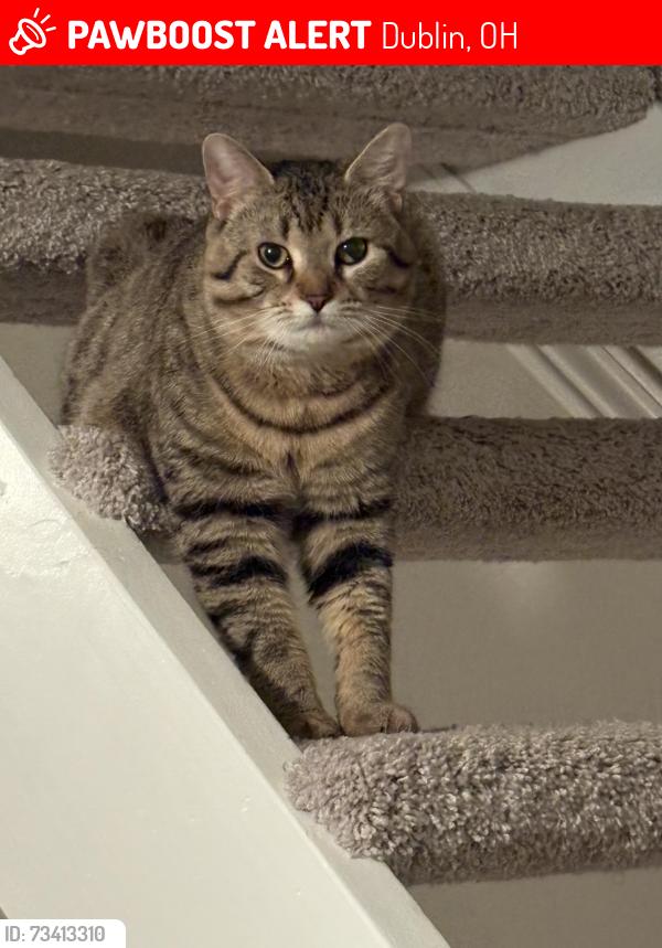Lost Male Cat last seen Near ruffed grouse, Dublin, OH 43016