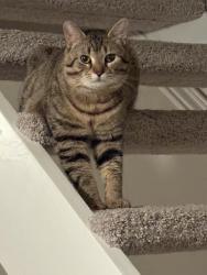 Lost Male Cat last seen Near ruffed grouse, Dublin, OH 43016