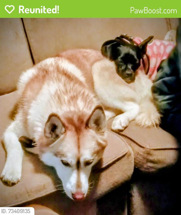 Reunited Male Dog last seen Wolfgram Way, Sacramento, CA 95828, USA, Sacramento, CA 95828