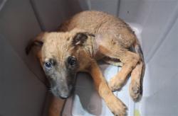 Shelter Stray Female Dog last seen , 216 W Victoria St, Gardena, CA 90248, USA