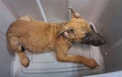 Shelter Stray Male Dog last seen , 216 W Victoria St, Gardena, CA 90248, USA