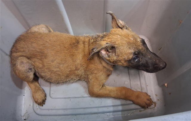 Shelter Stray Male Dog last seen , 216 W Victoria St, Gardena, CA 90248, USA