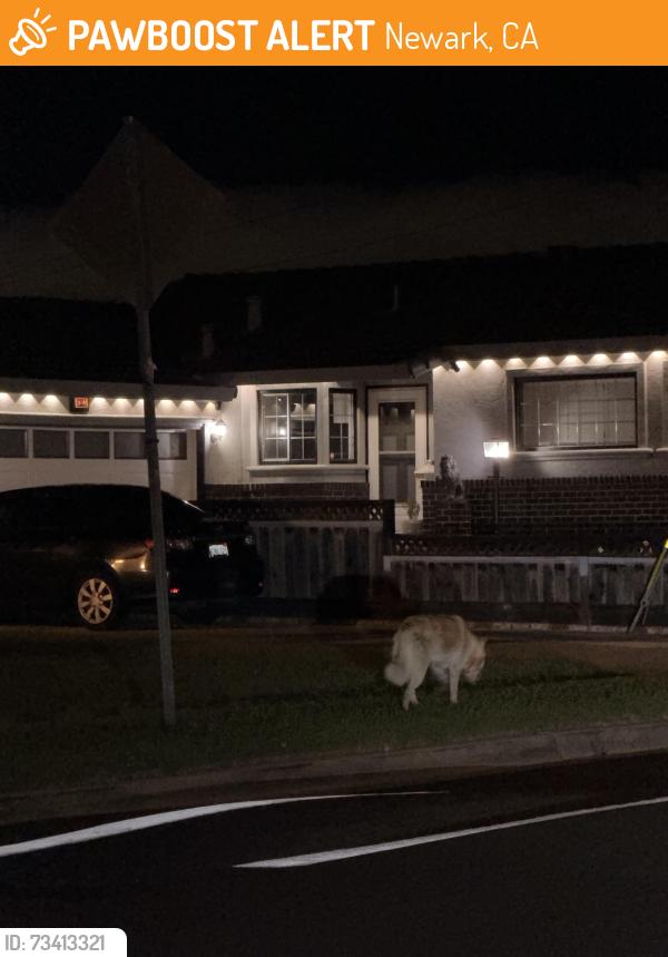 Found/Stray Unknown Dog last seen Cluny pl, Newark, CA 94560