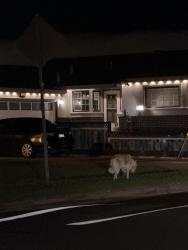 Found/Stray Unknown Dog last seen Cluny pl, Newark, CA 94560