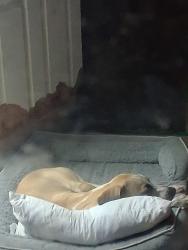 Found/Stray Male Dog last seen Meridian Street, Ruskin, FL 33570