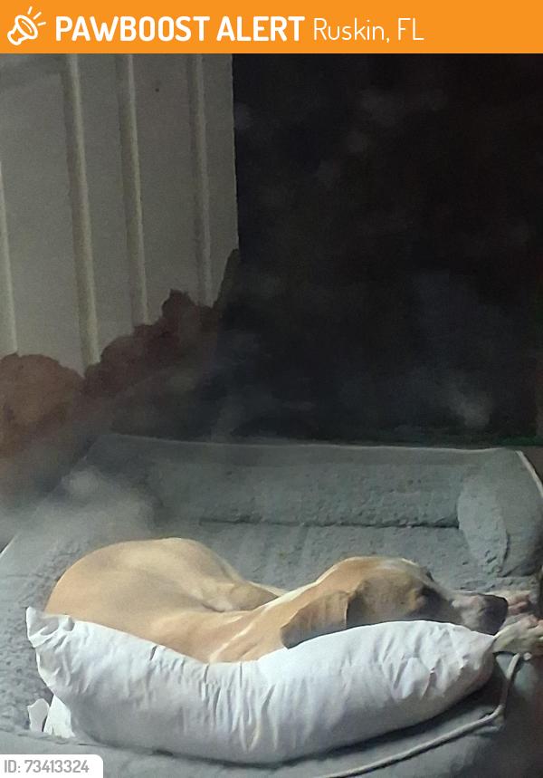 Found/Stray Male Dog last seen Meridian Street, Ruskin, FL 33570