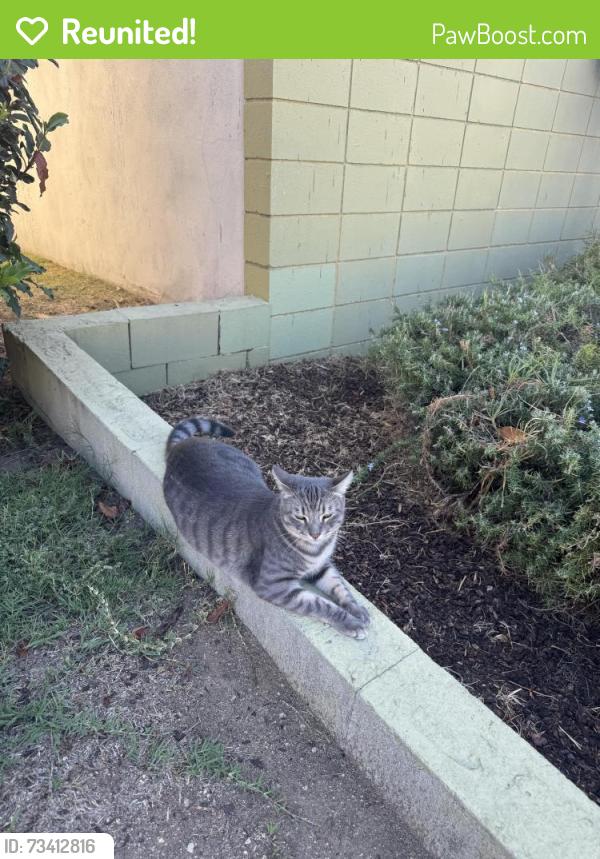 Reunited Male Cat last seen Blackstone and Huntington Dr, San Gabriel, CA 91775
