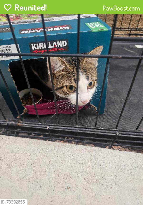Reunited Unknown Cat last seen Umbria Ln, French Valley, CA 92596, USA, French Valley, CA 92596