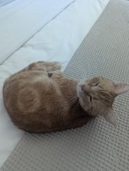 Lost Female Cat last seen New Costco on Baseline, Roseville, CA 95747