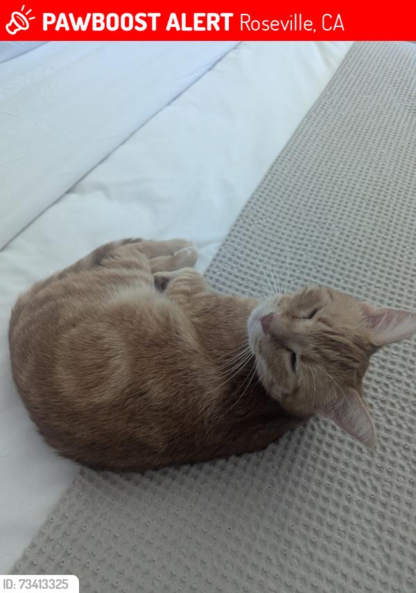 Lost Female Cat last seen New Costco on Baseline, Roseville, CA 95747