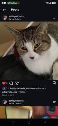 Lost Female Cat last seen Exmouth st, Sarnia, ON N7T 6M7