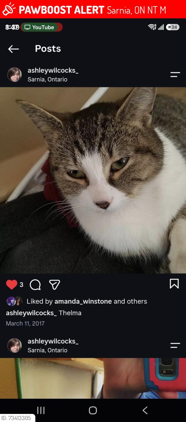 Lost Female Cat last seen Exmouth st, Sarnia, ON N7T 6M7