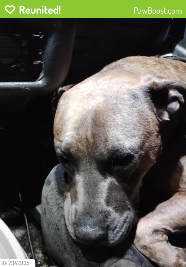 Reunited Male Dog last seen Near and powell, Portland, OR 97236