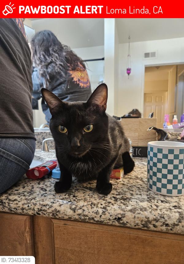 Lost Male Cat last seen Mountain view and Elm st, Loma Linda, CA 92354