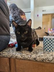 Lost Male Cat last seen Mountain view and Elm st, Loma Linda, CA 92354