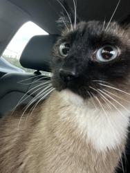 Found/Stray Male Cat last seen S and Lone Peak Parkway, Draper, UT 84020