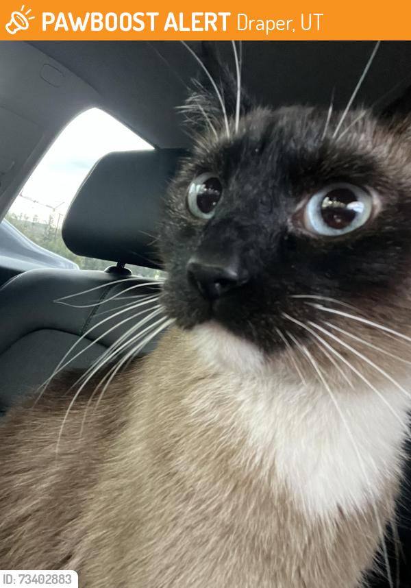 Found/Stray Male Cat last seen S and Lone Peak Parkway, Draper, UT 84020