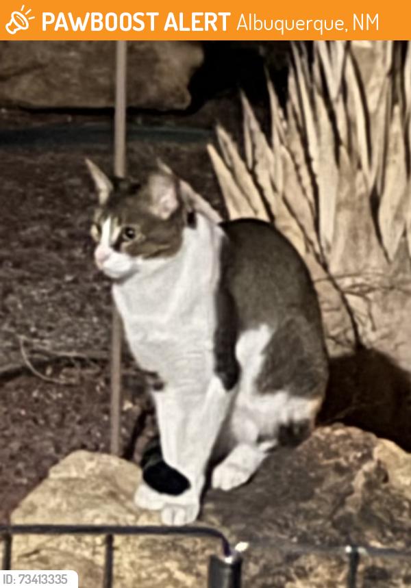 Found/Stray Unknown Cat last seen Universe and Tempe Ave NW, Albuquerque, NM 87114
