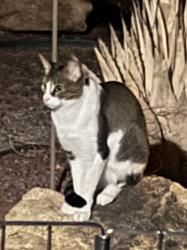 Found/Stray Unknown Cat last seen Universe and Tempe Ave NW, Albuquerque, NM 87114