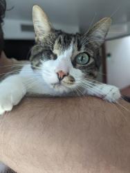 Lost Female Cat last seen New Costco on Baseline, Roseville, CA 95747