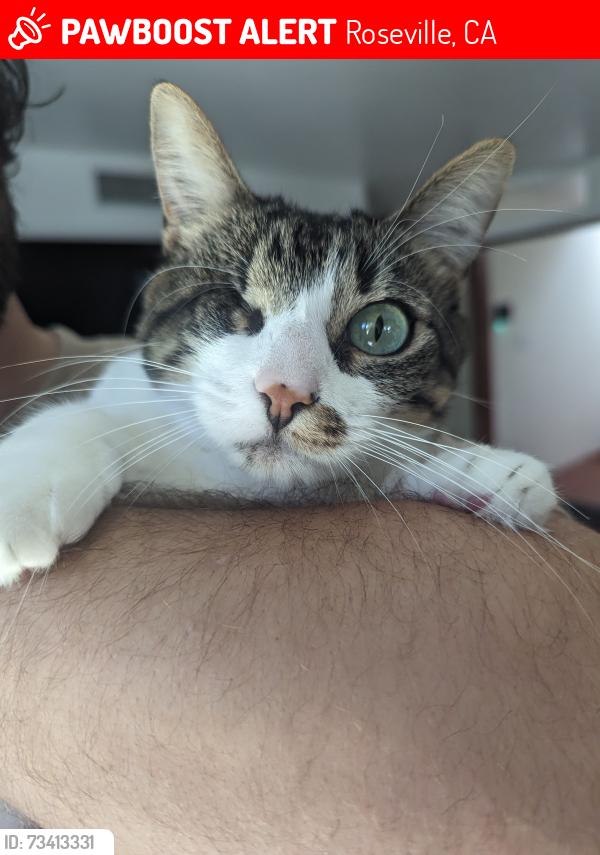 Lost Female Cat last seen New Costco on Baseline, Roseville, CA 95747