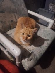 Lost Male Cat last seen Seneca Ave, fort pierce airport, arco gas station, Fort Pierce, FL 34946