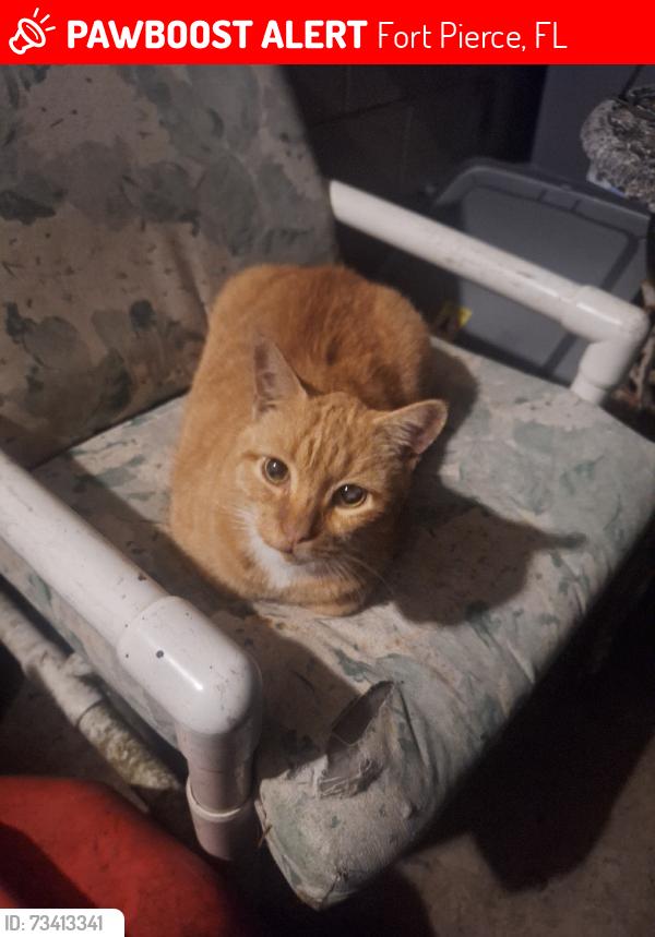 Lost Male Cat last seen Seneca Ave, fort pierce airport, arco gas station, Fort Pierce, FL 34946