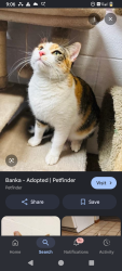 Lost Female Cat last seen Aliante Park, North Las Vegas, NV 89084