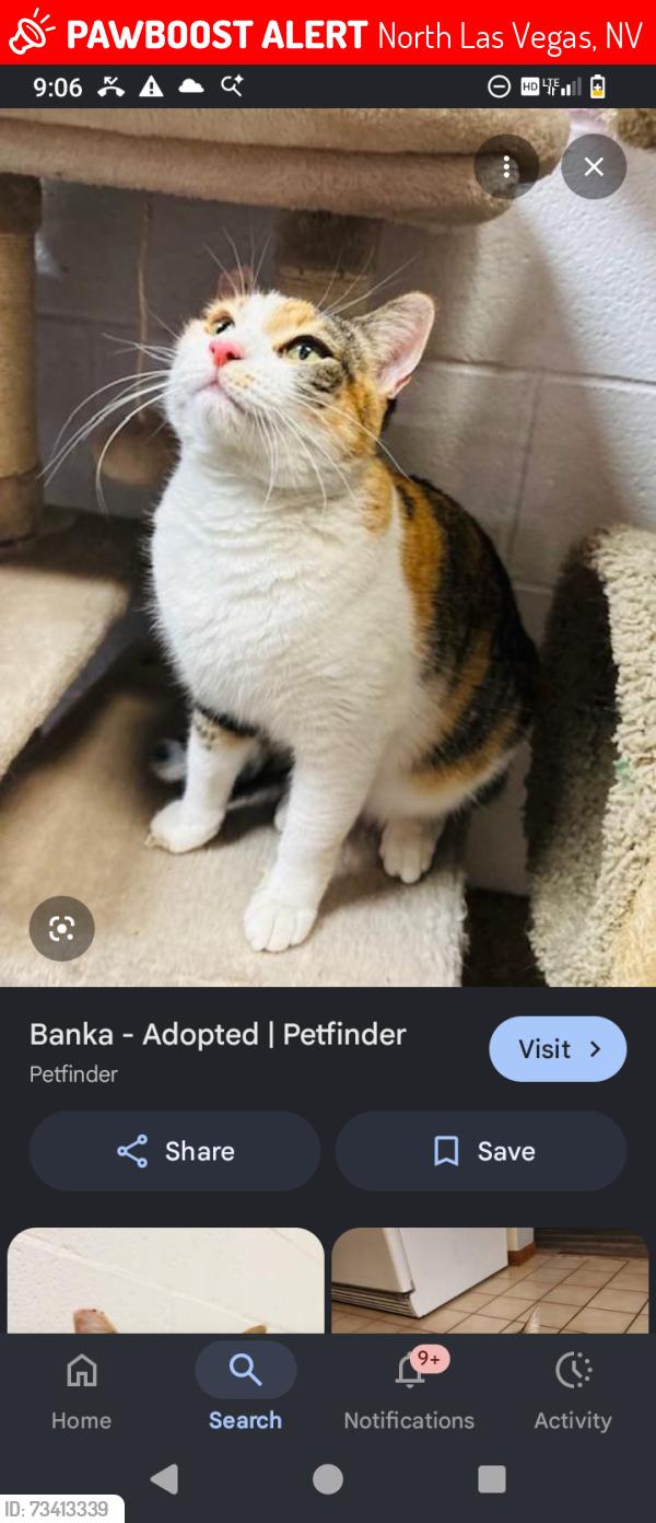 Lost Female Cat last seen Aliante Park, North Las Vegas, NV 89084