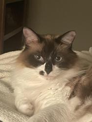 Lost Female Cat last seen South college station Nantucket area, College Station, TX 77845