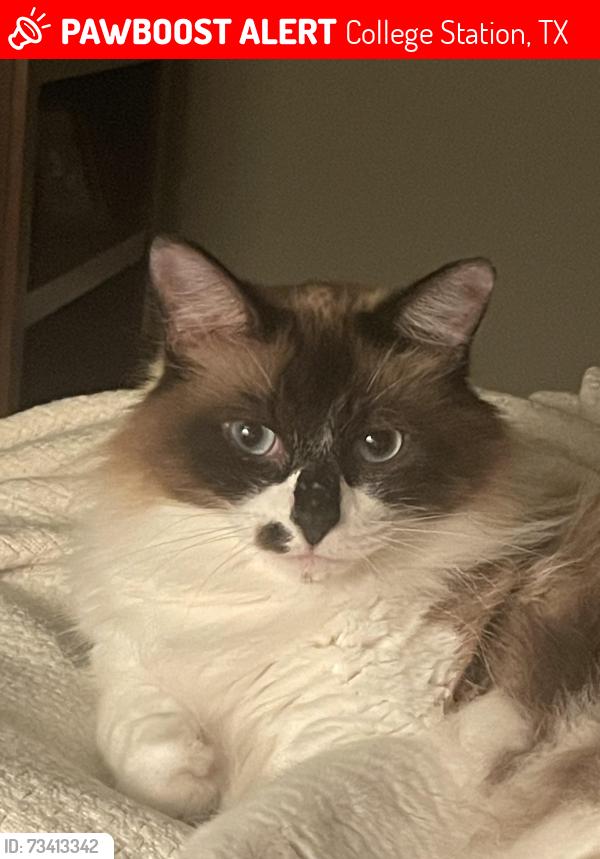 Lost Female Cat last seen South college station Nantucket area, College Station, TX 77845