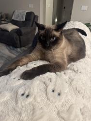 Lost Male Cat last seen Nathaniel Ave, Galt, CA 95632