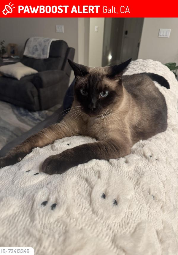 Lost Male Cat last seen Nathaniel Ave, Galt, CA 95632