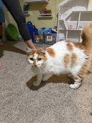 Found/Stray Unknown Cat last seen Sunridge, Ventura, CA 93003