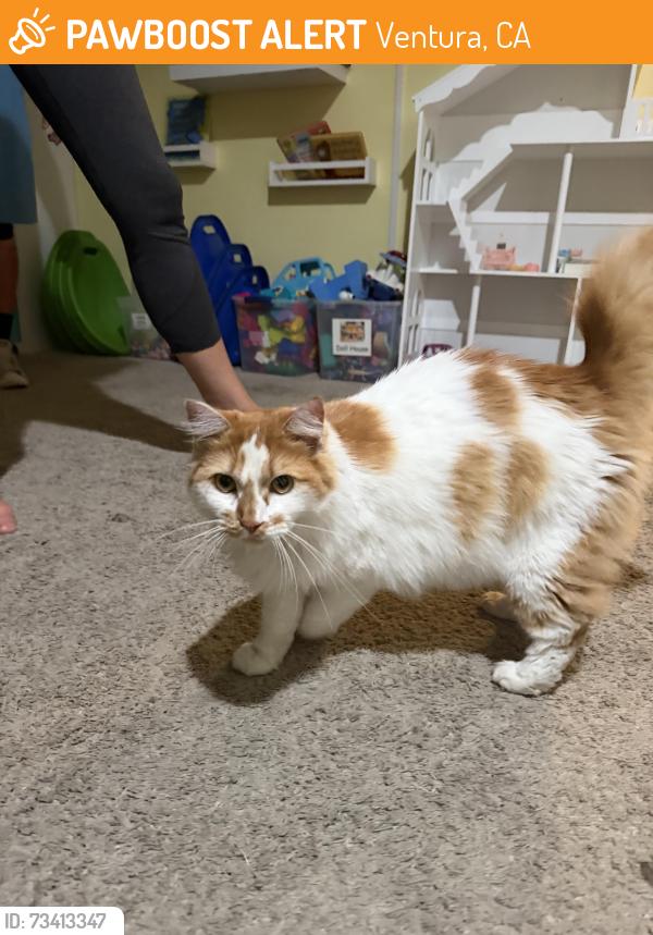 Found/Stray Unknown Cat last seen Sunridge, Ventura, CA 93003
