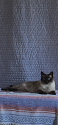 Lost Male Cat last seen Twinning, Los Angeles, CA 90032
