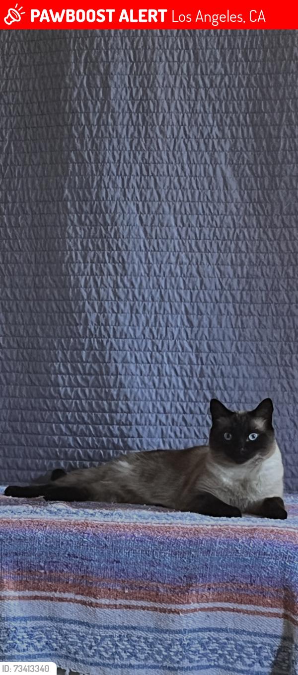 Lost Male Cat last seen Twinning, Los Angeles, CA 90032