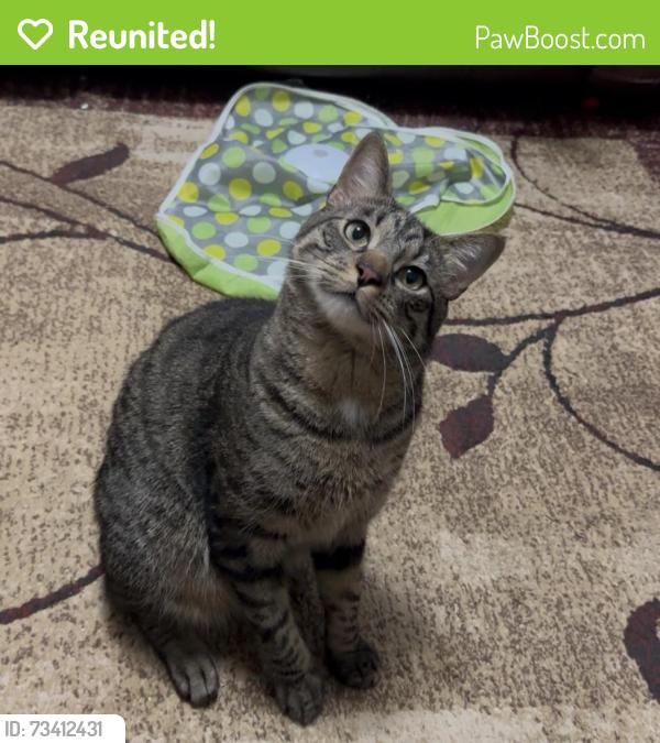 Reunited Male Cat last seen North 3rd St, East Newark, NJ 07029