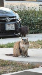 Lost Female Cat last seen By Brightspark Brewery and The Sandwich Factory, Ventura, CA 93003