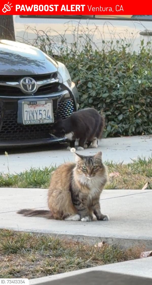 Lost Female Cat last seen By Brightspark Brewery and The Sandwich Factory, Ventura, CA 93003
