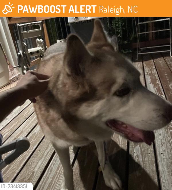 Found/Stray Unknown Dog last seen Near Beehnon way, Raleigh, NC 27603